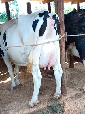Friesian Dairy Cows 40+ Litres Per Day