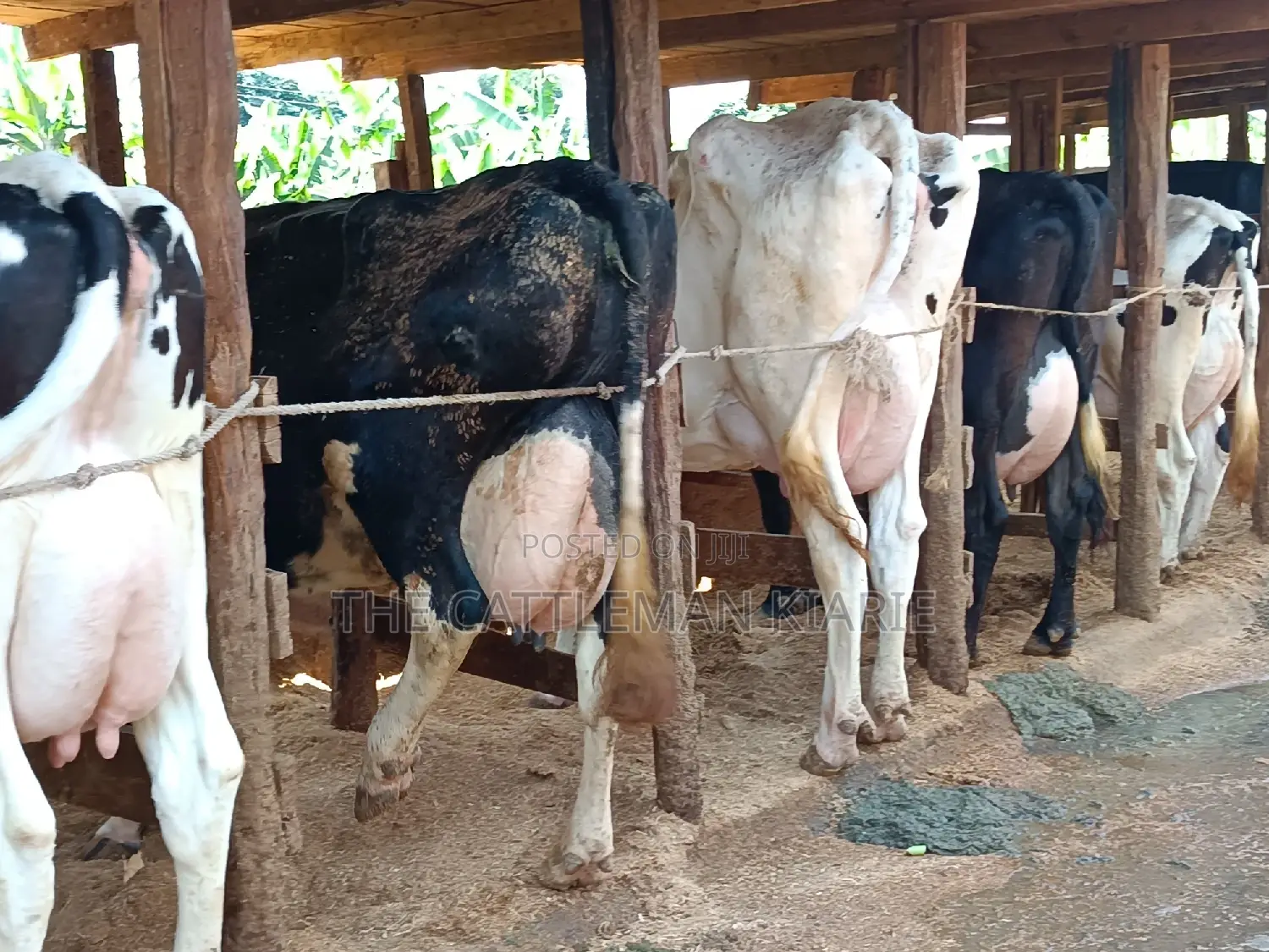 Friesian Dairy Cows 40+ Litres Per Day