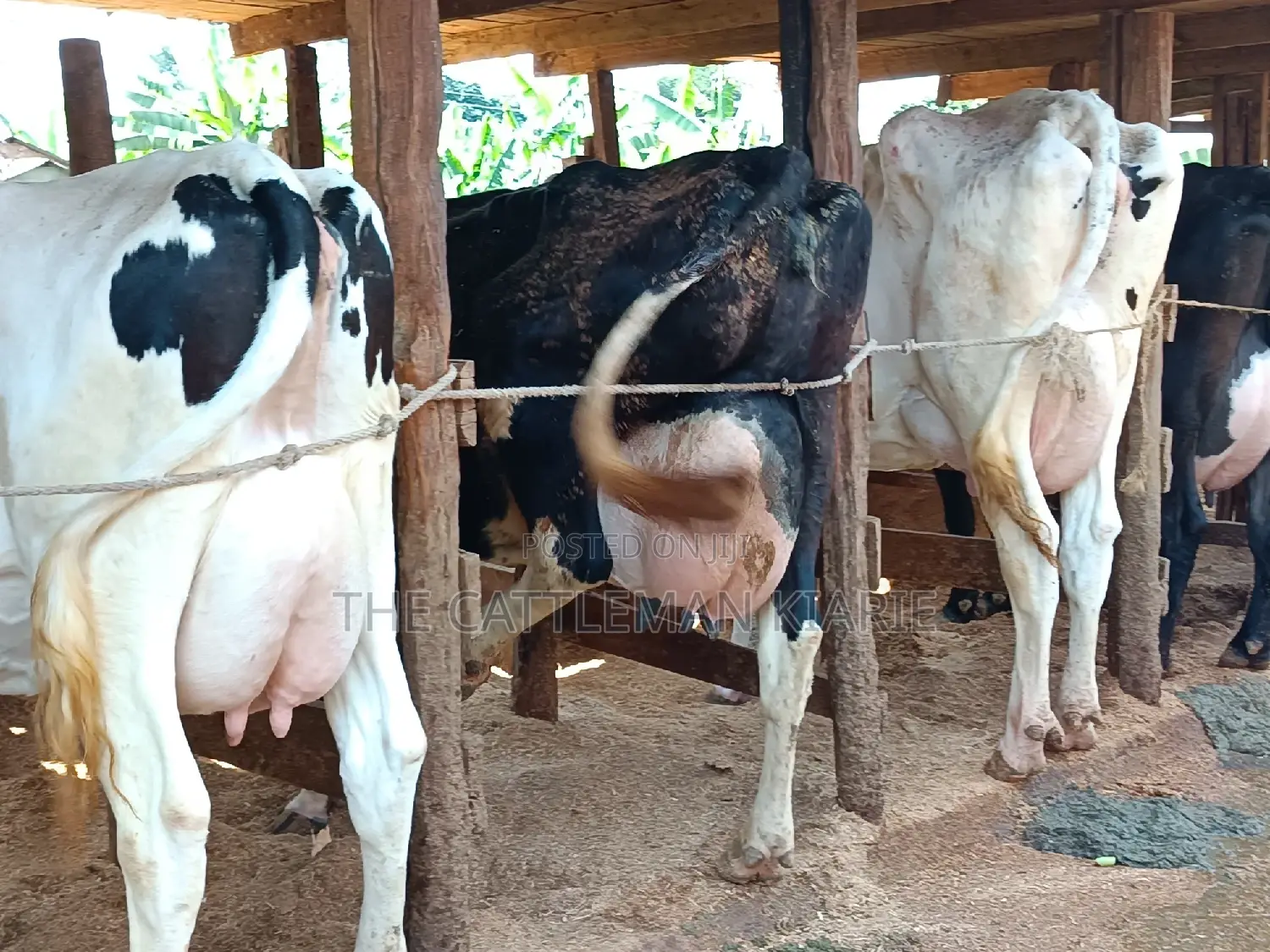 Friesian Dairy Cows 40+ Litres Per Day