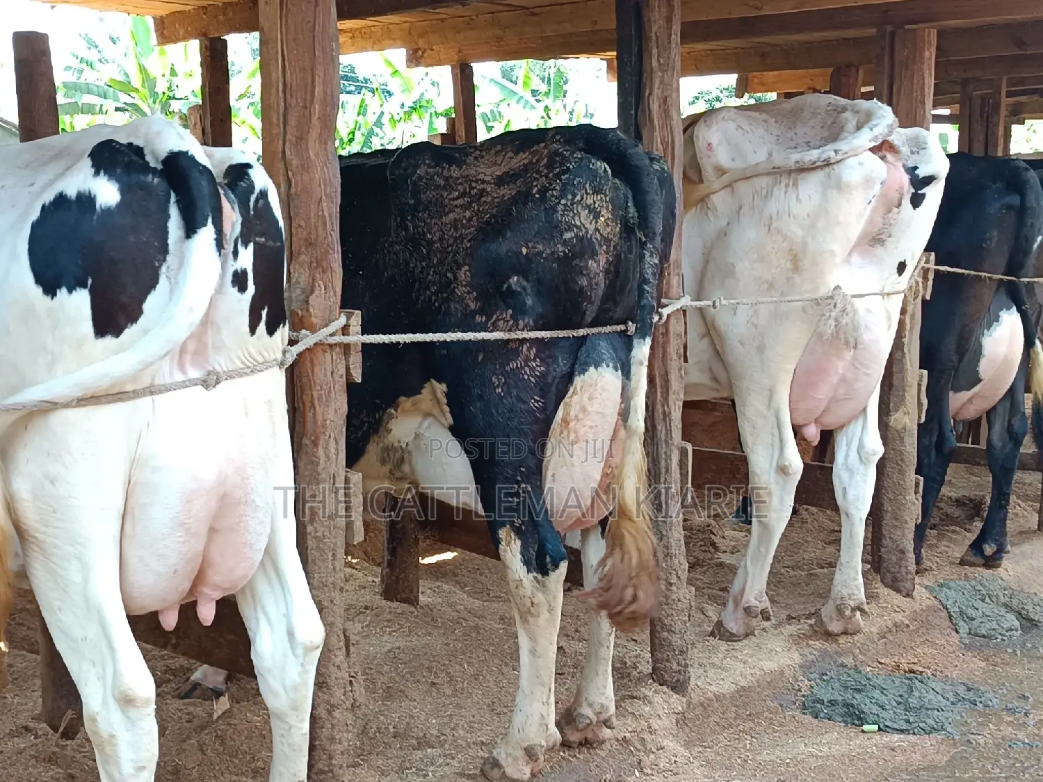 Friesian Dairy Cows 40+ Litres Per Day