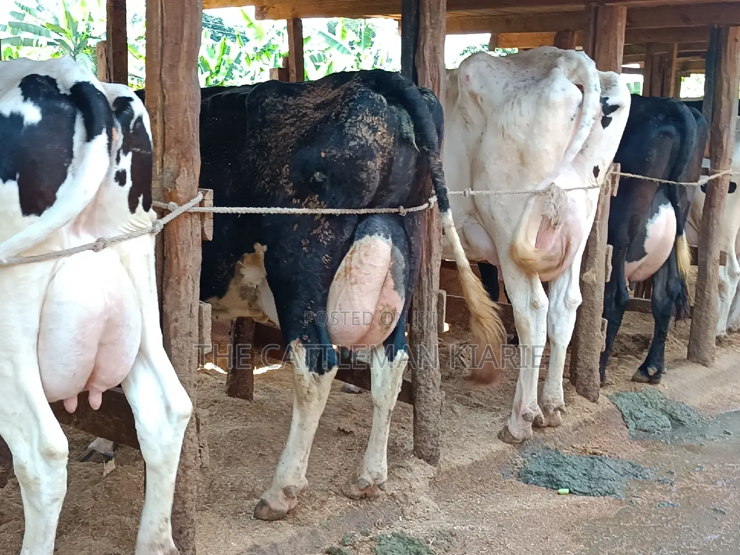 Friesian Dairy Cows 40+ Litres Per Day