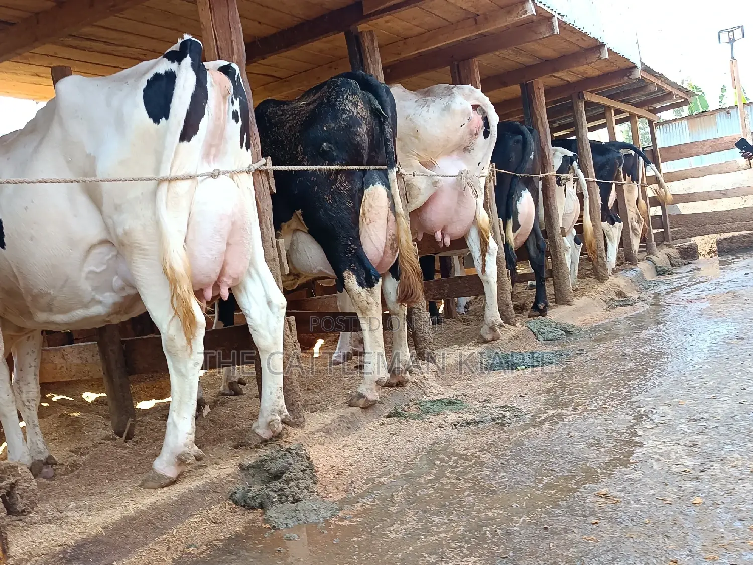 Friesian Dairy Cows 40+ Litres Per Day