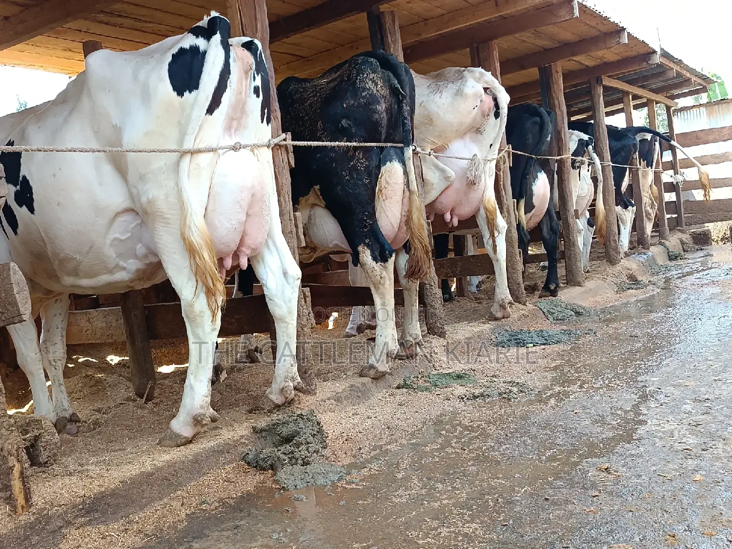 Friesian Dairy Cows 40+ Litres Per Day