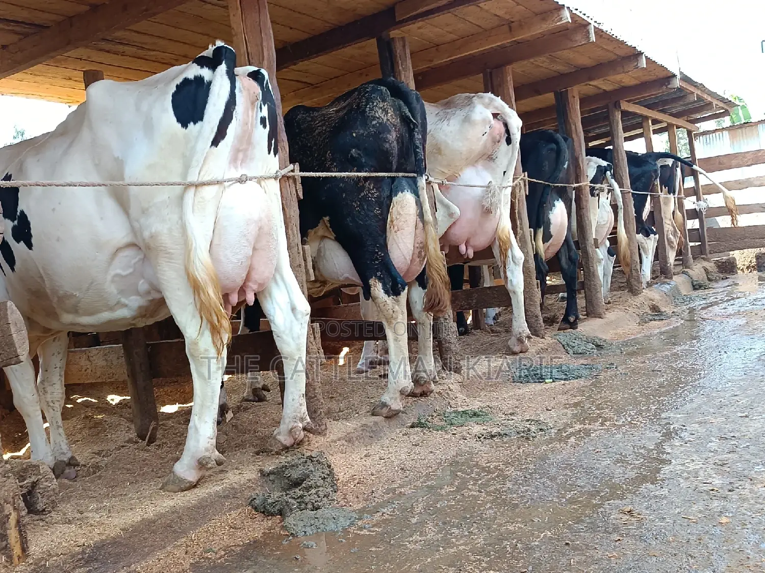 Friesian Dairy Cows 40+ Litres Per Day