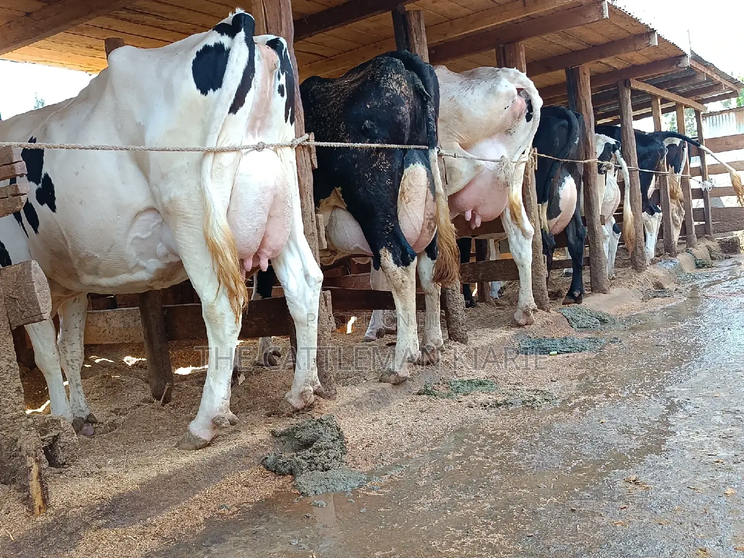 Friesian Dairy Cows 40+ Litres Per Day