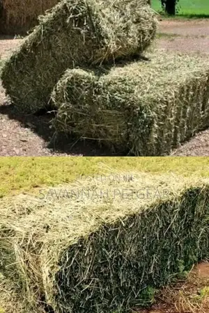 Lucerne Hay Bales for Sale