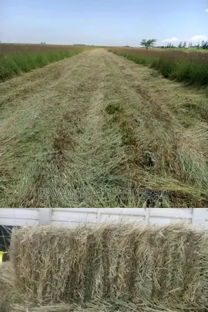 Boma Rhode Hay Bales