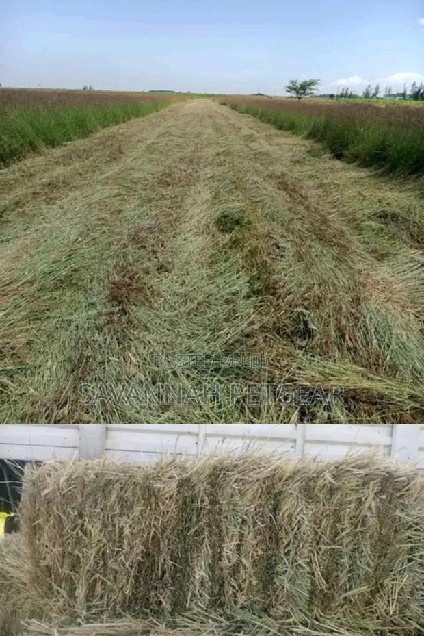 Boma Rhode Hay Bales - thumbnail 3