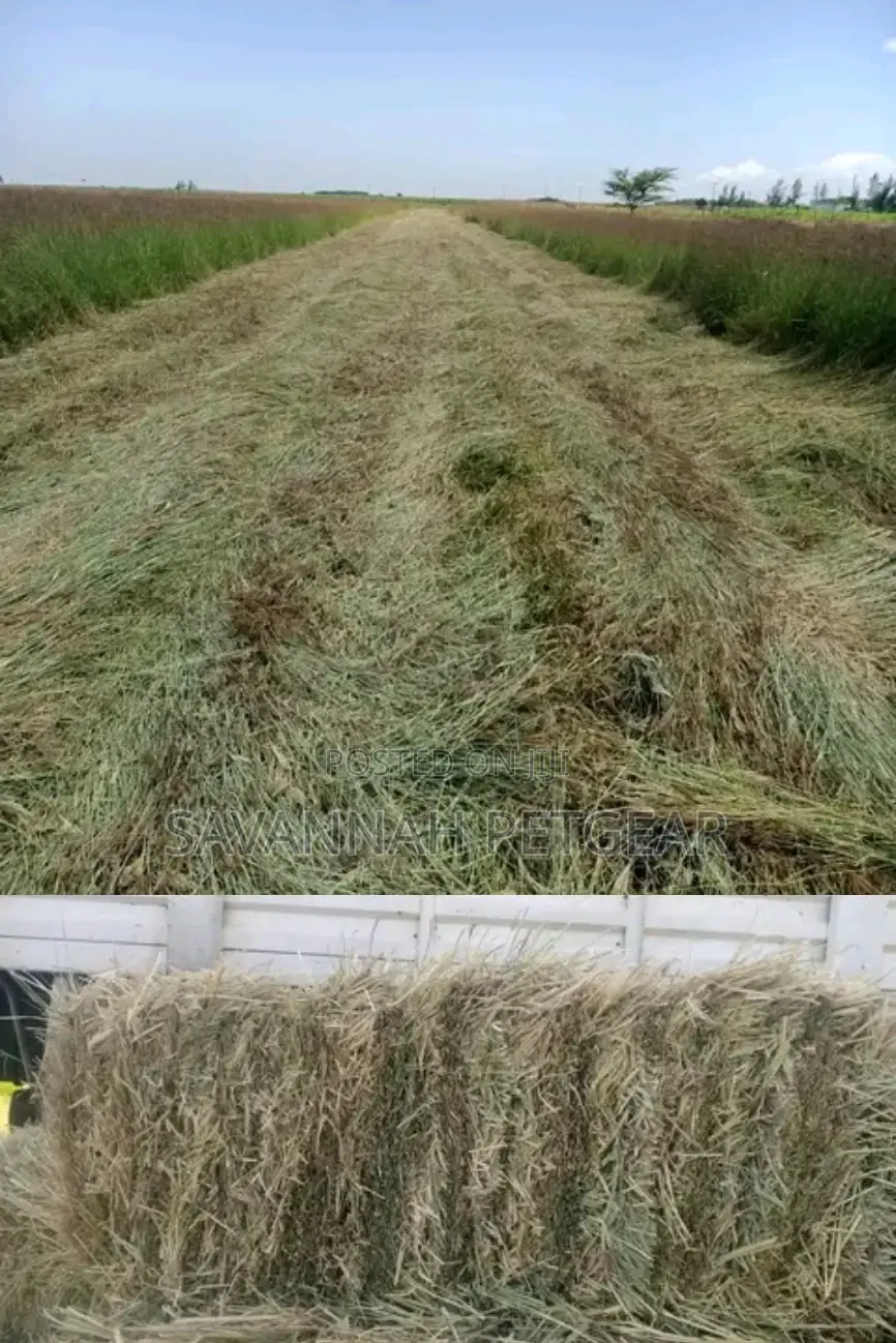 Boma Rhode Hay Bales