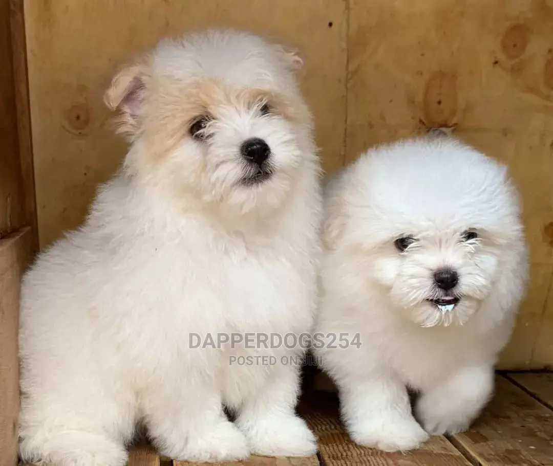 1-3 months Male Purebred Havanese