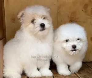 1-3 months Male Purebred Havanese
