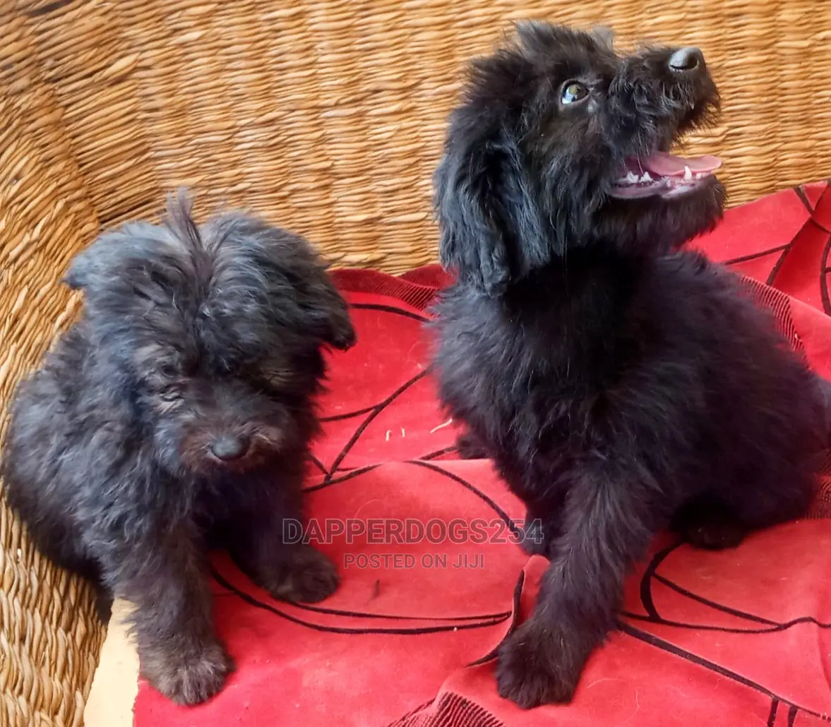 1-3 months Female Purebred Havanese