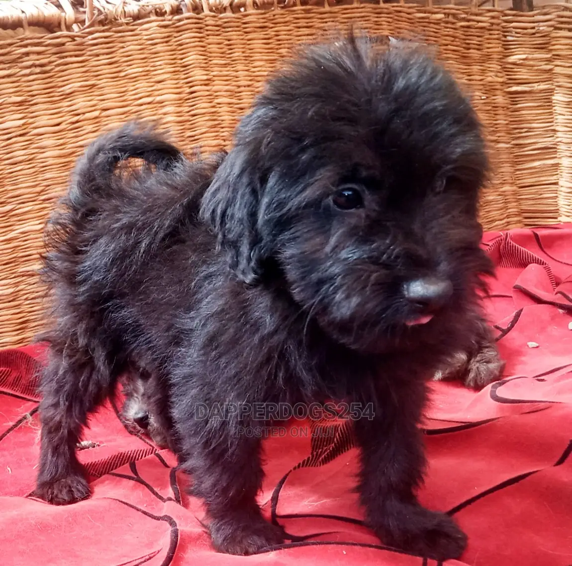 1-3 months Female Purebred Havanese