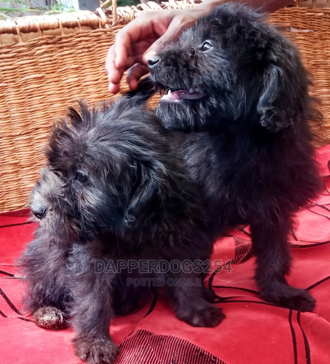 1-3 months Female Purebred Havanese