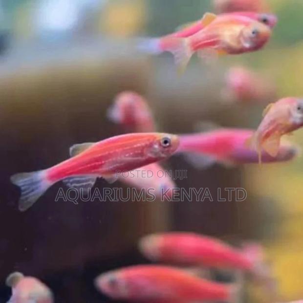 Pink Danio - main view