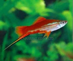 Swordtail and Female - thumbnail 2