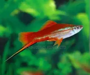 Swordtail and Female
