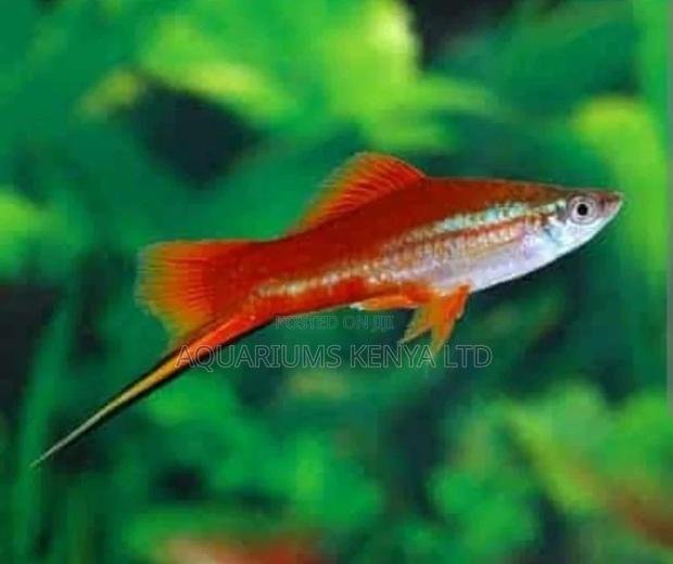Swordtail and Female - main view