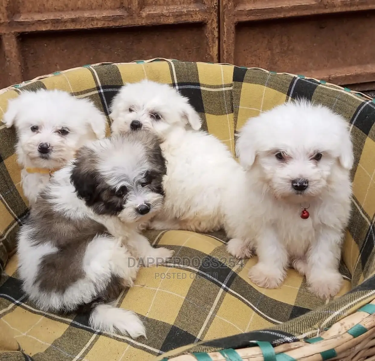 1-3 months Male Purebred Havanese