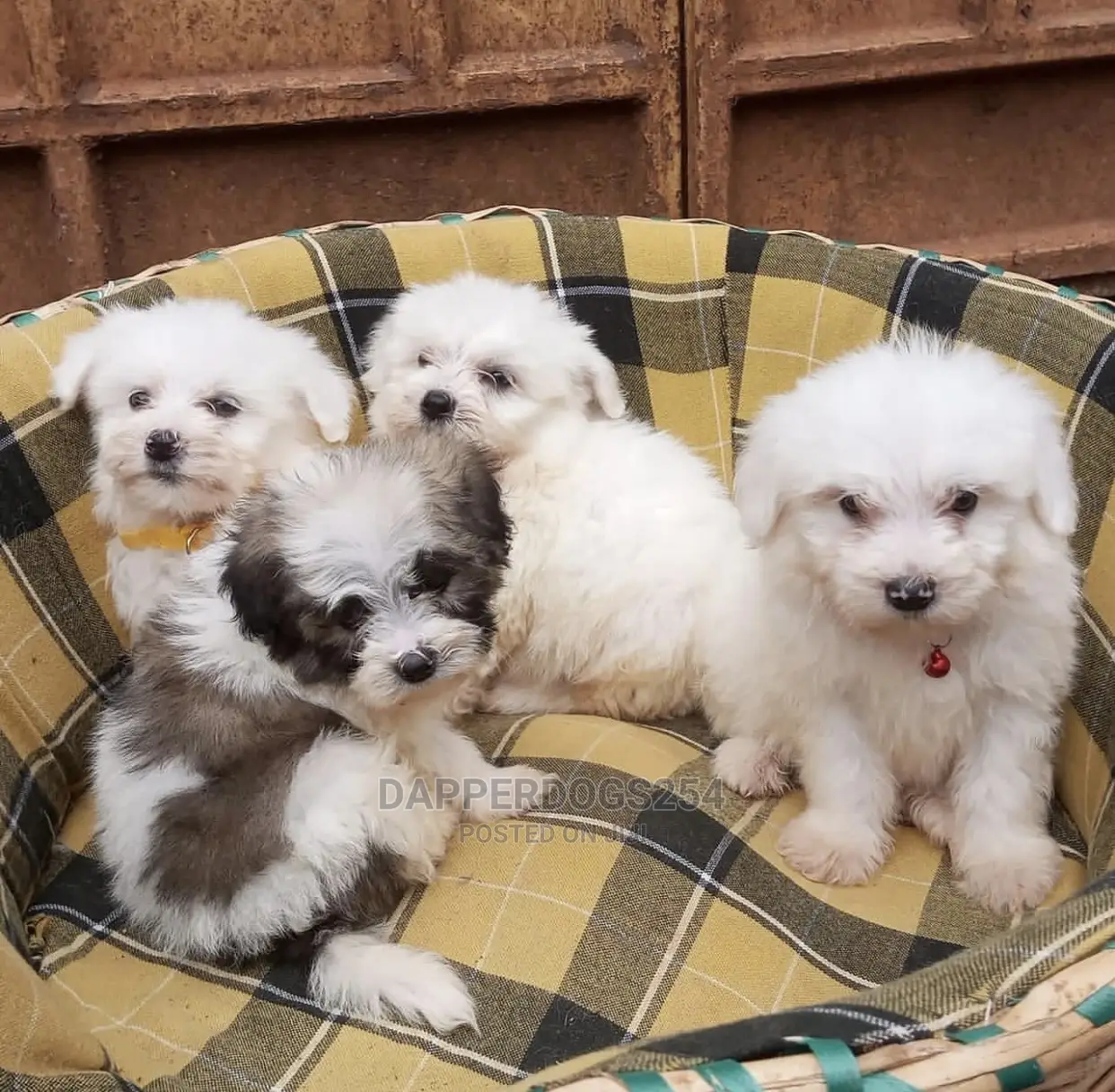 1-3 months Male Purebred Havanese
