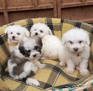 1-3 months Male Purebred Havanese