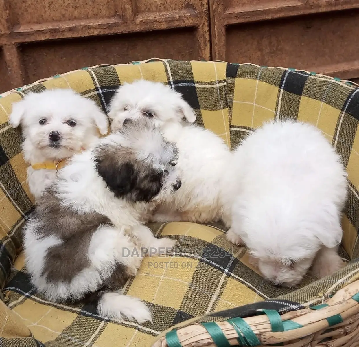 1-3 months Male Purebred Havanese
