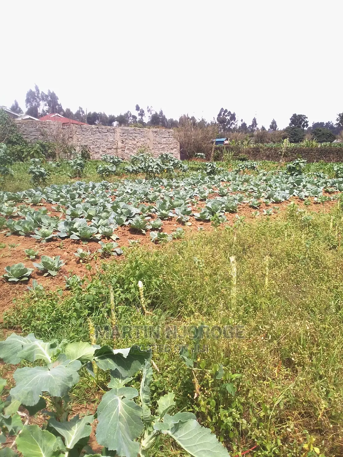 100 by 100 Plot Ihindu, Fryover Area