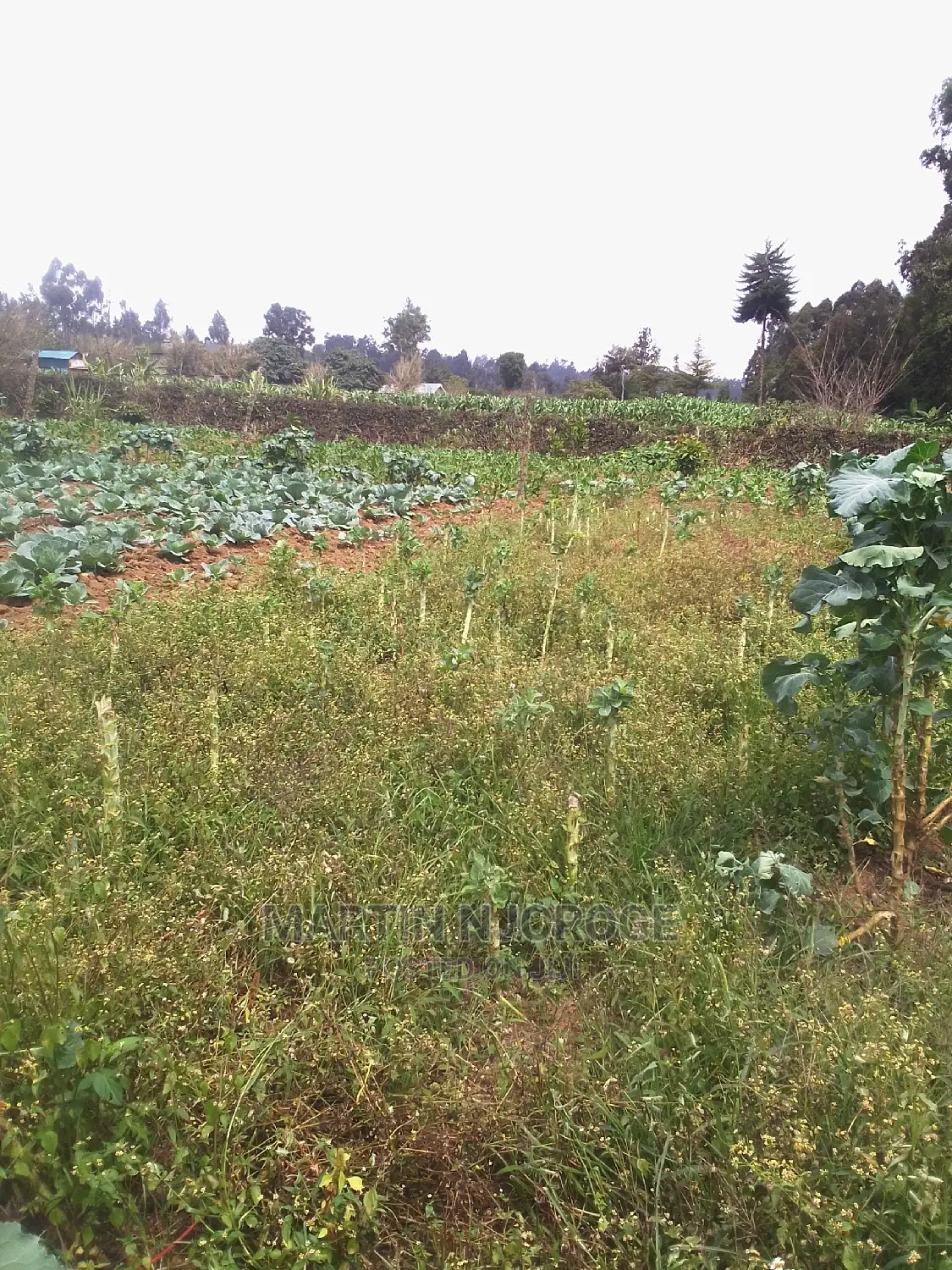 100 by 100 Plot Ihindu, Fryover Area