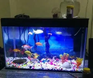 Aquarium With Fish