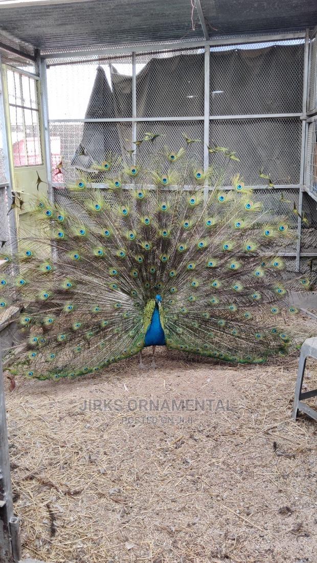 Mature Peacock And Peachicks