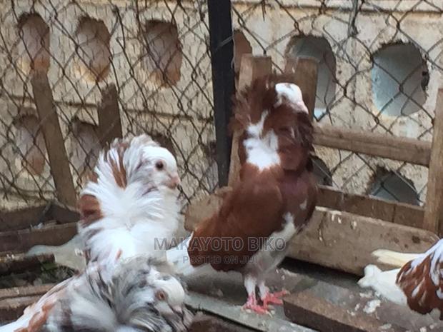 Capuchines Pair - thumbnail 4