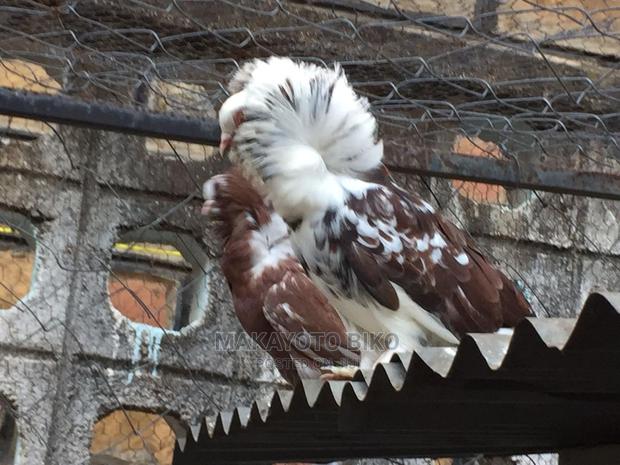 Capuchines Pair - thumbnail 5