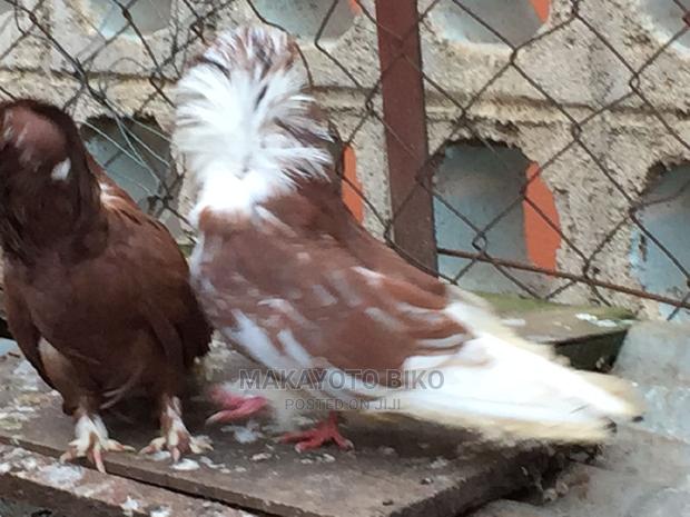 Capuchines Pair - thumbnail 6