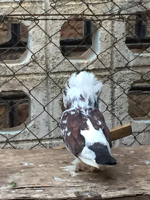 Capuchines Pair - thumbnail 7