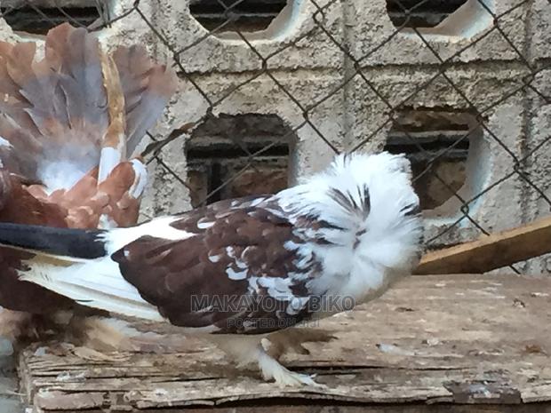 Capuchines Pair - thumbnail 8