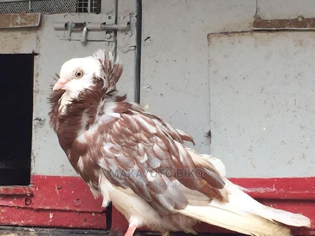 Capuchines Pair - thumbnail 9