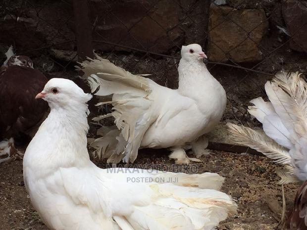 Capuchines Pair - thumbnail 10