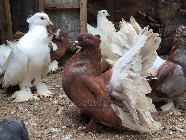 Capuchines Pair - thumbnail 11