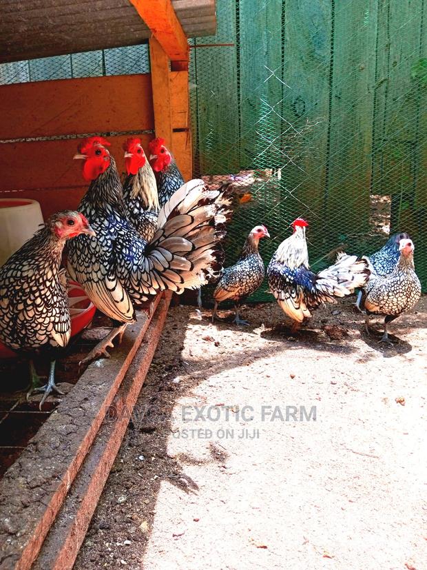 Sebright Bantam (Silver Laced) - main view