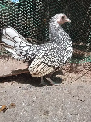 Sebright Bantam (Silver Laced)