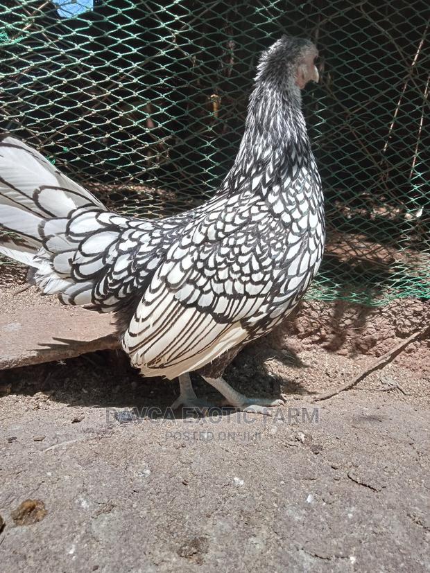 Sebright Bantam (Silver Laced) - thumbnail 3