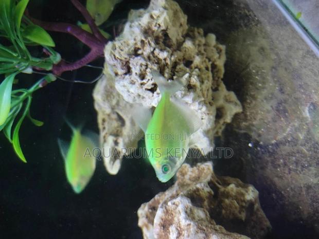 Neon Widow, Glowing Aquarium Fish - main view