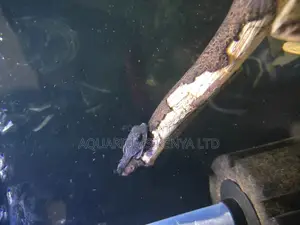 Ridge PLECOTOMUS, Aquarium Cleaners