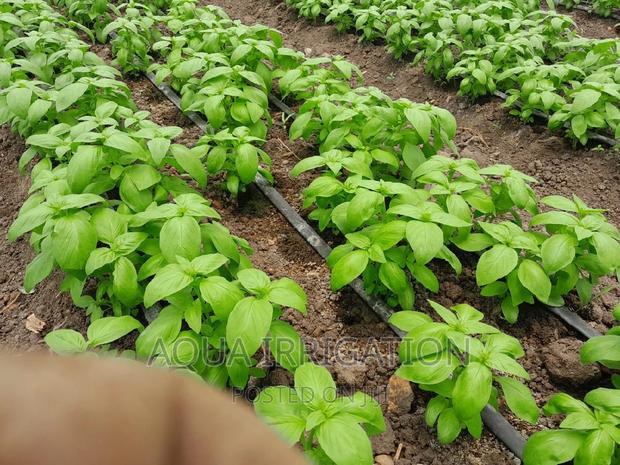 Drip Tape /Driplines - main view