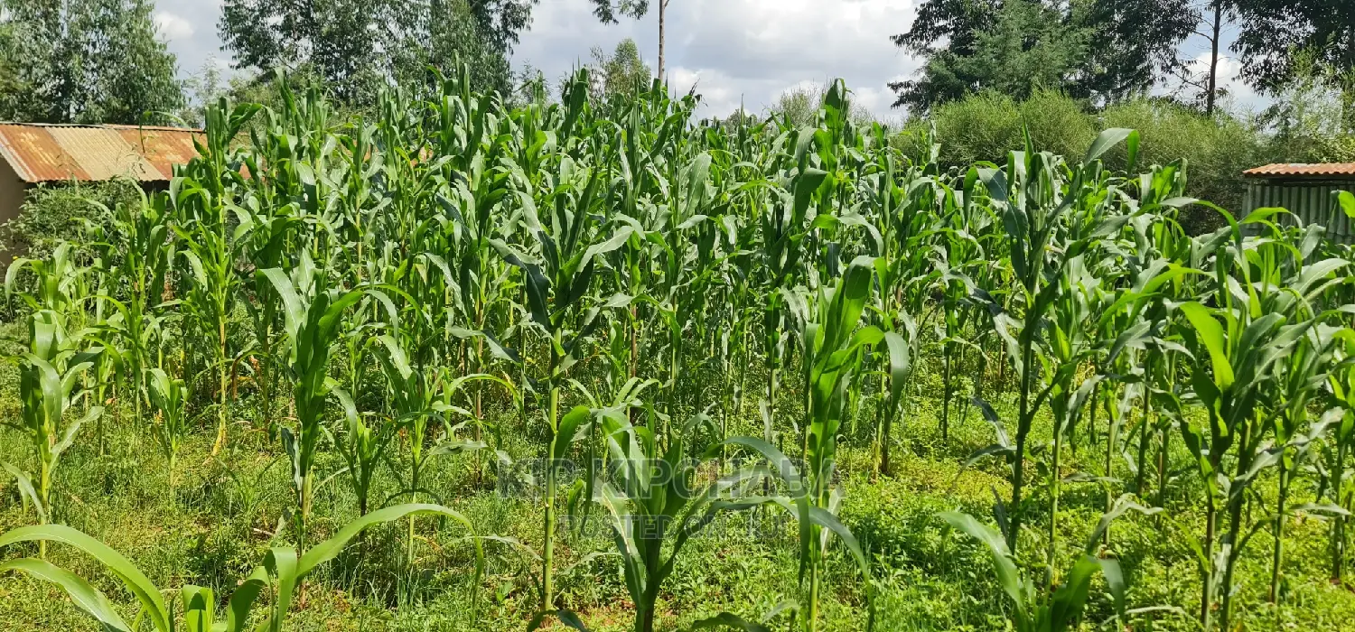 2 Plots For Sale In Kamagut Eldoret