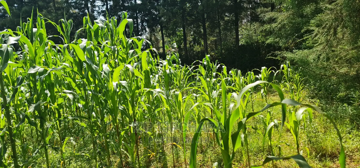 2 Plots For Sale In Kamagut Eldoret