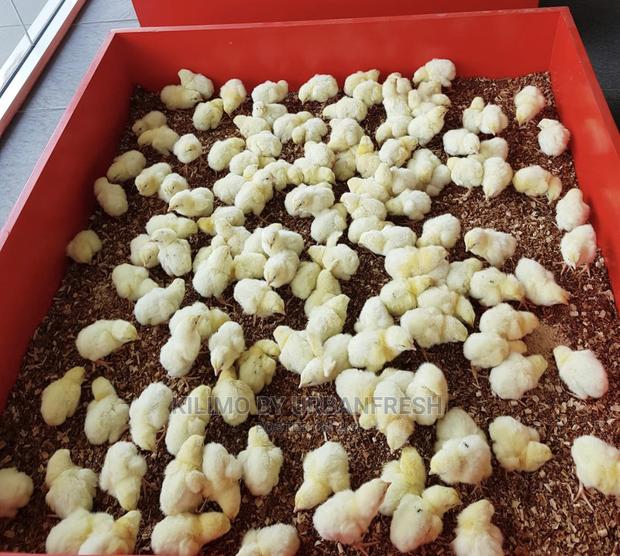 500 Cobb Broilers Chicks Day Old Moq 100. - thumbnail 4