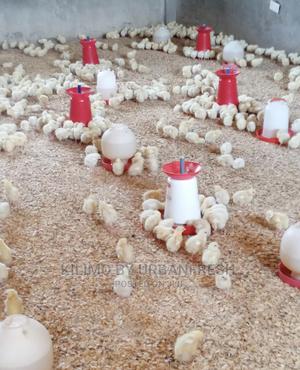 500 Cobb Broilers Chicks Day Old Moq 100. - thumbnail 2