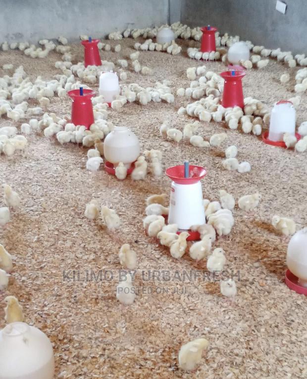 500 Cobb Broilers Chicks Day Old Moq 100. - main view