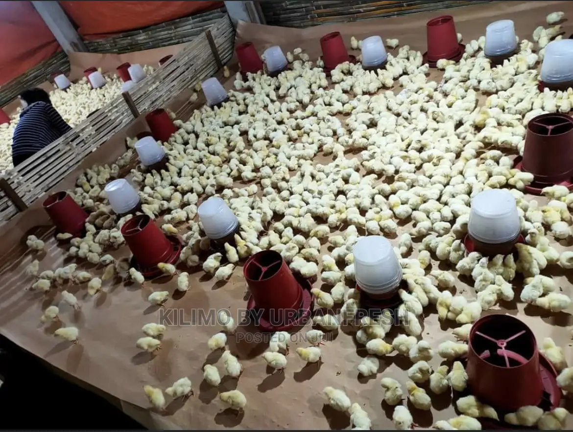 500 Cobb Broilers Chicks Day Old Moq 100.
